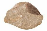 Mosasaur (Prognathodon) Tooth In Rock - Morocco #217463-1